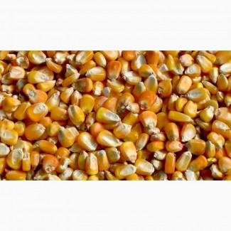 Кукурудза без ГМО. Сертифікат GMP