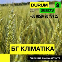 Пшениця м’яка озима - BG Klimatika