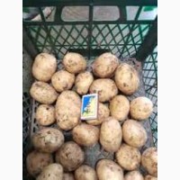 Куплю молоду картоплю від 10-20 тон, з господарства, телефонуйте