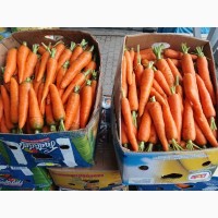 Продам молодую морковку фура
