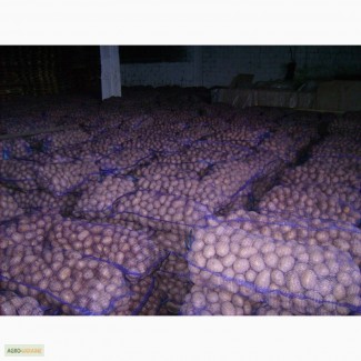 Продам товарный картофель высокого качества, разные сорта от 20 тонн