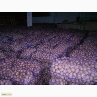 Продам товарный картофель высокого качества, разные сорта от 20 тонн