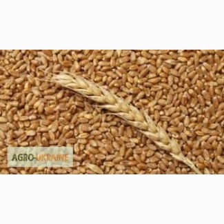 Терміново -Куплю пшеницю, кукурудзу, ячмінь