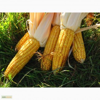 Продам семена кукурузы Солонянский 298