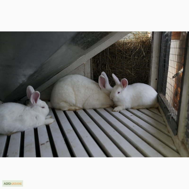 Фото 2. Кролики породи Новозеландска Біла (НЗБ)