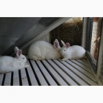 Кролики породи Новозеландска Біла (НЗБ)