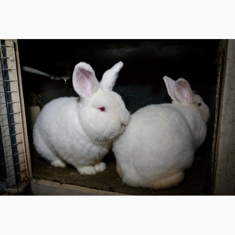 Фото 5. Кролики породи Новозеландска Біла (НЗБ)