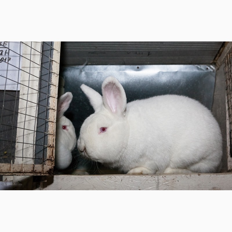 Фото 6. Кролики породи Новозеландска Біла (НЗБ)