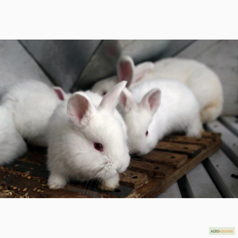 Фото 4. Кролики породи Новозеландска Біла (НЗБ)
