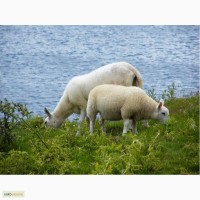 Куплю овец, баранов, коз разных пород