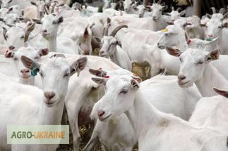 Фото 3. Куплю овец, баранов, коз разных пород