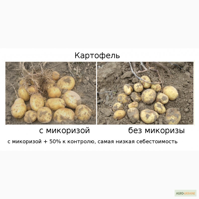Фото 8. АМ-грибы, микориза, удобрение, 226, 8 г (20 га)