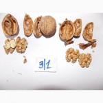 Продам саженцы грецкого ореха форм Кочерженка