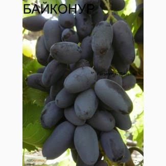 Саженцы винограда сорт Байконур и другие