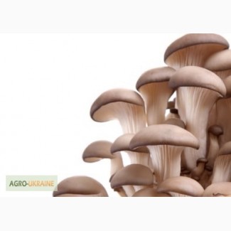 Продам грибы вёшенка, оптом и в розницу