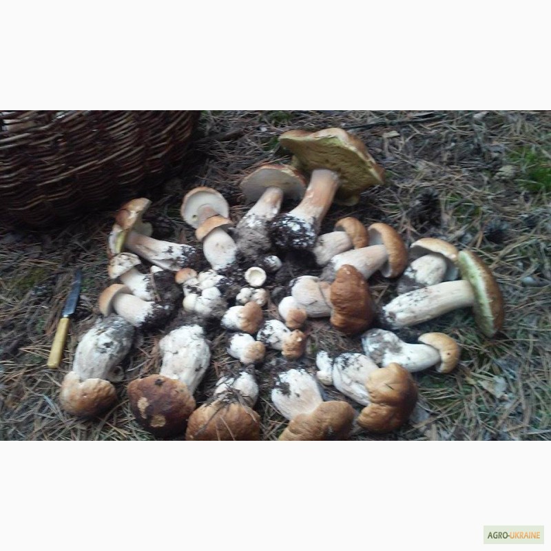 Фото 3. Продам сушеный белый гриб
