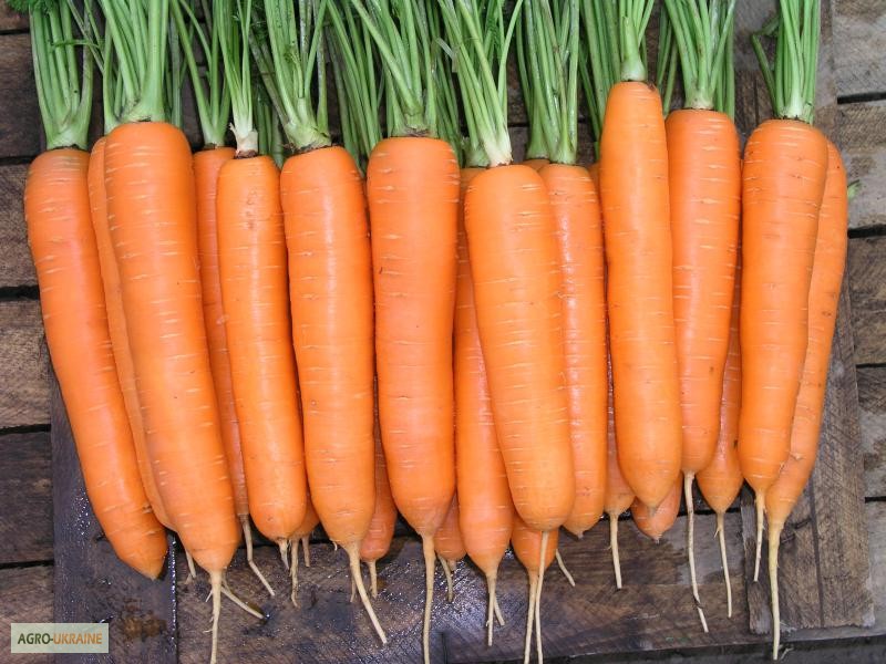 Фото 3. Продам семена Морковки, в ассортименте. Высокая всхожесть, опт и розница