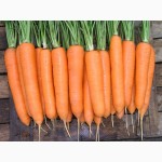 Продам семена Морковки, в ассортименте. Высокая всхожесть, опт и розница