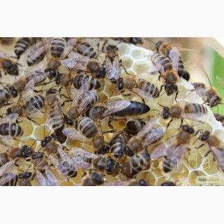 Продам бджолині (мічені) матки карпатської породи