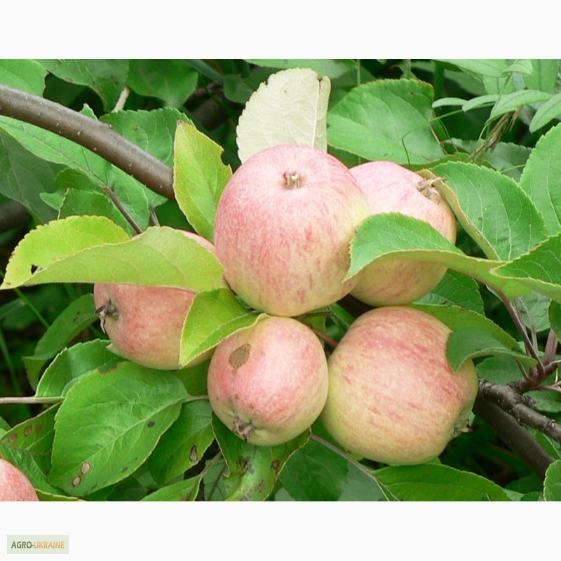 Фото 2. Саженцы яблони, вишни, черешни, персика, нектарина оптом