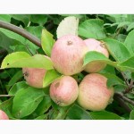 Саженцы яблони, вишни, черешни, персика, нектарина оптом