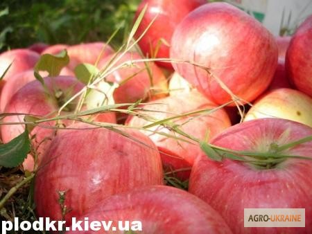 Фото 3. Саженцы яблони, вишни, черешни, персика, нектарина оптом