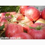 Саженцы яблони, вишни, черешни, персика, нектарина оптом