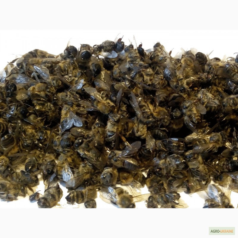 Фото 4. Подмор пчелиный лекарственный - 1гр за 1грн. 098 852-74-73 050 778-08-89