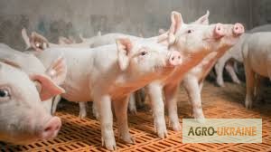 Продажа фермерского комплекса для производства свиней, разведения КРС или молоч. стада