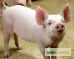 Фото 2. Продажа фермерского комплекса для производства свиней, разведения КРС или молоч. стада