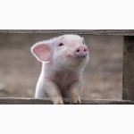 Продажа фермерского комплекса для производства свиней, разведения КРС или молоч. стада