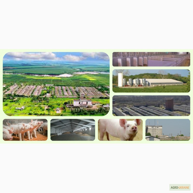 Фото 4. Продажа фермерского комплекса для производства свиней, разведения КРС или молоч. стада