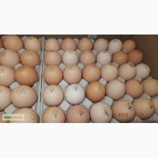 Инкубационные яйца Венгрия Польша Чехия (маркированные) КООБ 500 и другие породы