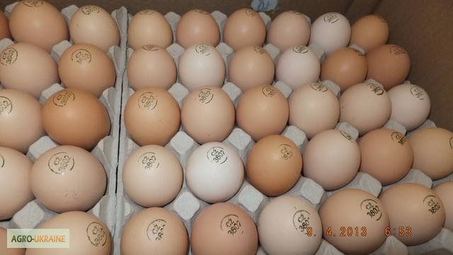 Инкубационные яйца Венгрия Польша Чехия (маркированные) КООБ 500 и другие породы