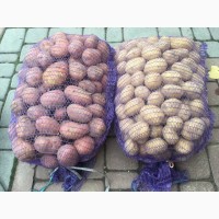 Продам картофель, сорта Агата (белая) и Ароза (розовая) с места
