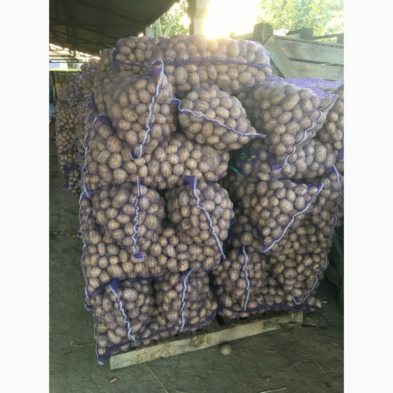 Фото 4. Продам картофель, сорта Агата (белая) и Ароза (розовая) с места
