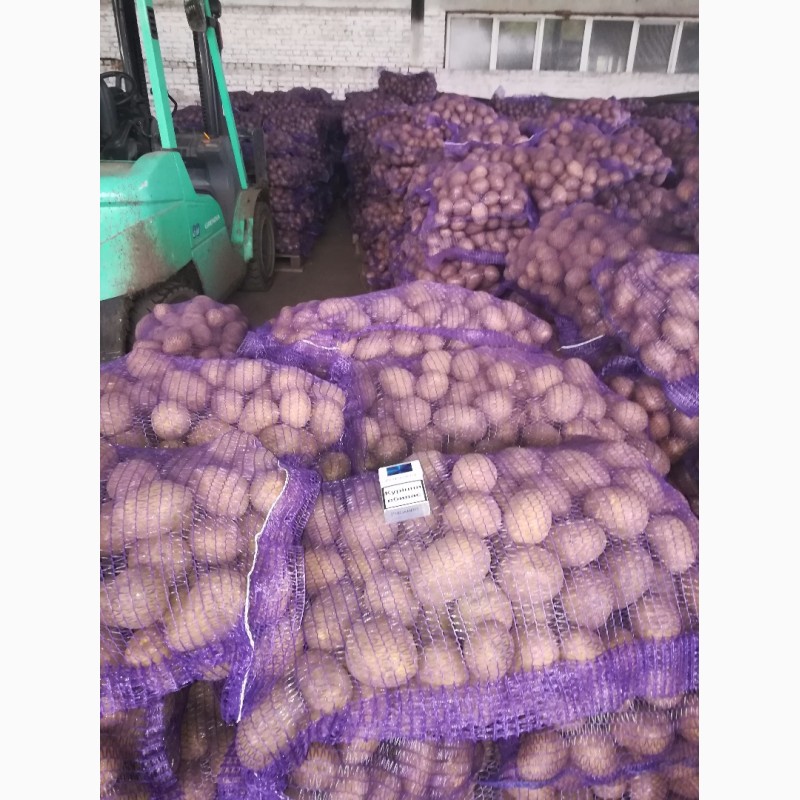 Фото 4. Продам товарный картофель, сорт Гала