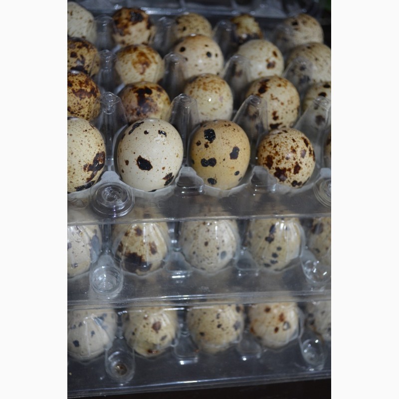 Фото 2. Продам домашні перепелині яйця