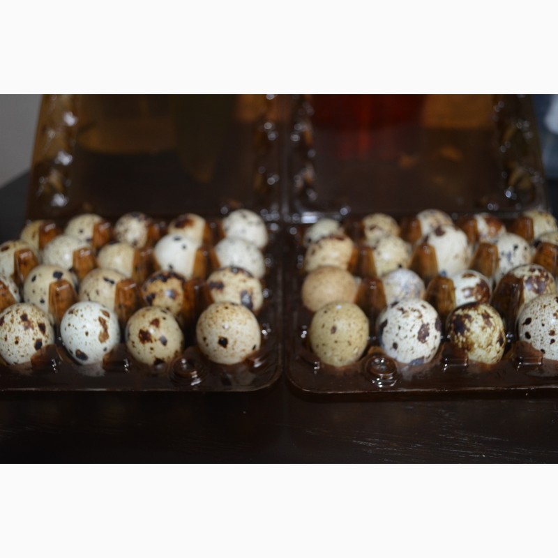 Фото 3. Продам домашні перепелині яйця