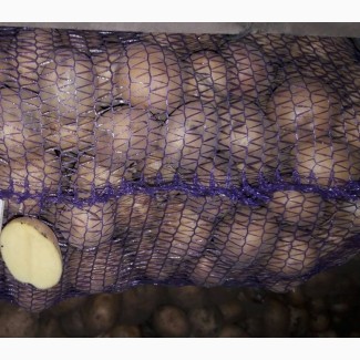 Доставка от 40 кг Новой почтой семенной картофель сорт Ривьера