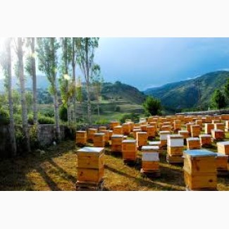 Пчелопакеты Запорожье