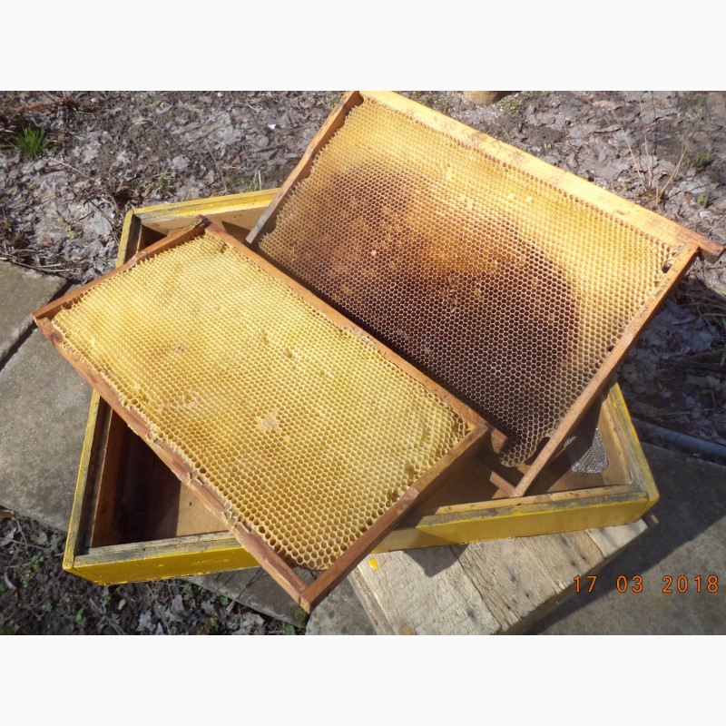 Фото 2. Продам суш пчелиную и рамки с медом