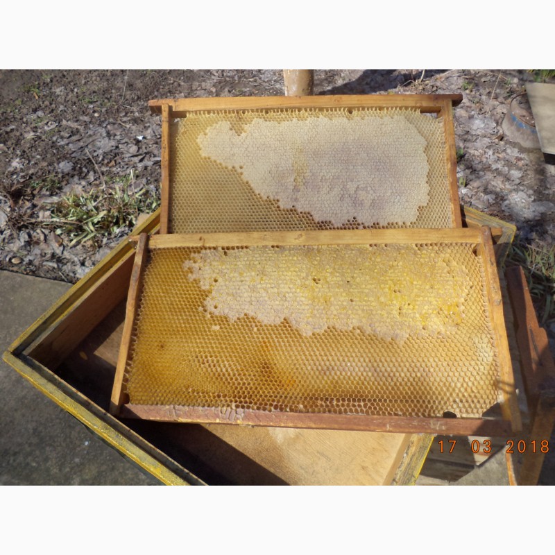 Фото 3. Продам суш пчелиную и рамки с медом