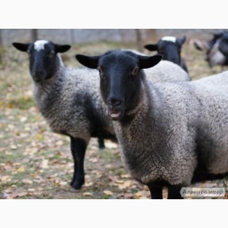 Оптовые продажи овец