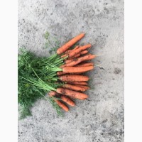 Продам моркву з торфу