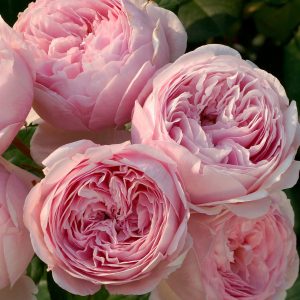 Саженцы роз романтических, Английские розы, розы Девида Остина