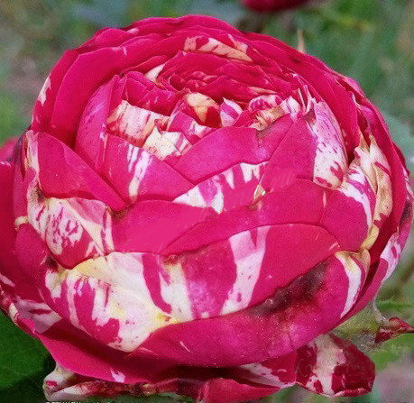 Фото 2. Саженцы роз романтических, Английские розы, розы Девида Остина