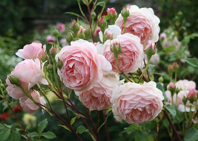 Фото 3. Саженцы роз романтических, Английские розы, розы Девида Остина