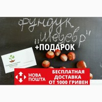 Фундук Шедевр семена (10шт) для выращивания саженцев (лесной орех, лещина) насіння горіх