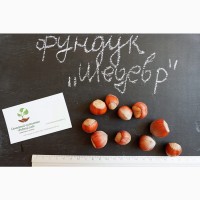 Фундук Шедевр семена (10шт) для выращивания саженцев (лесной орех, лещина) насіння горіх